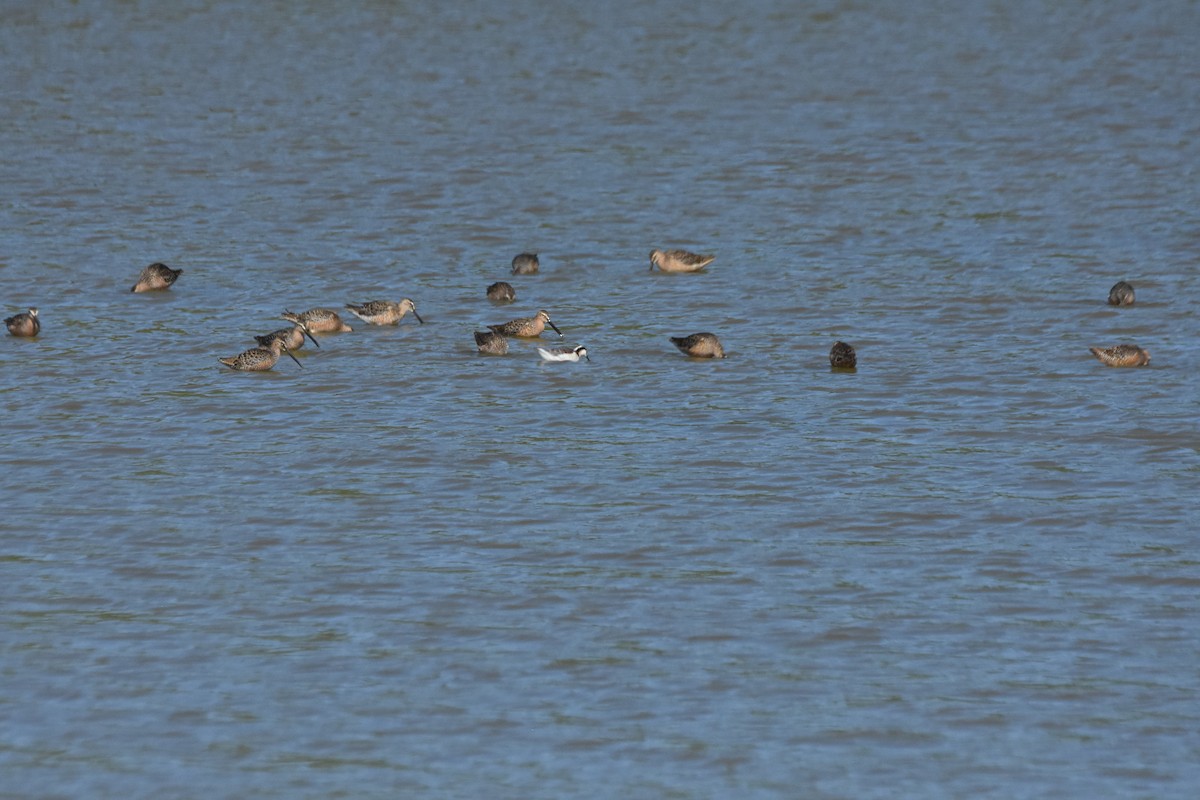שחיינית תלת-גונית - ML645825584