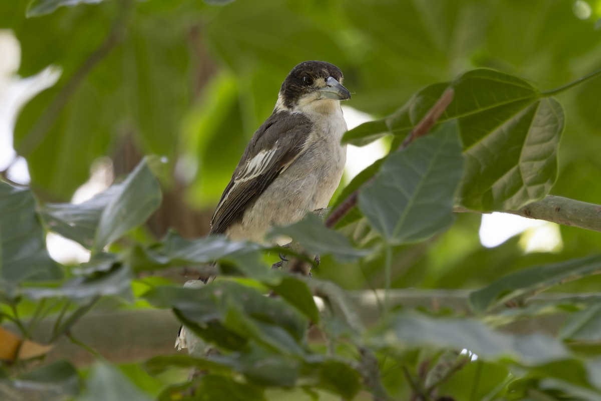 Gray Butcherbird - ML645825585