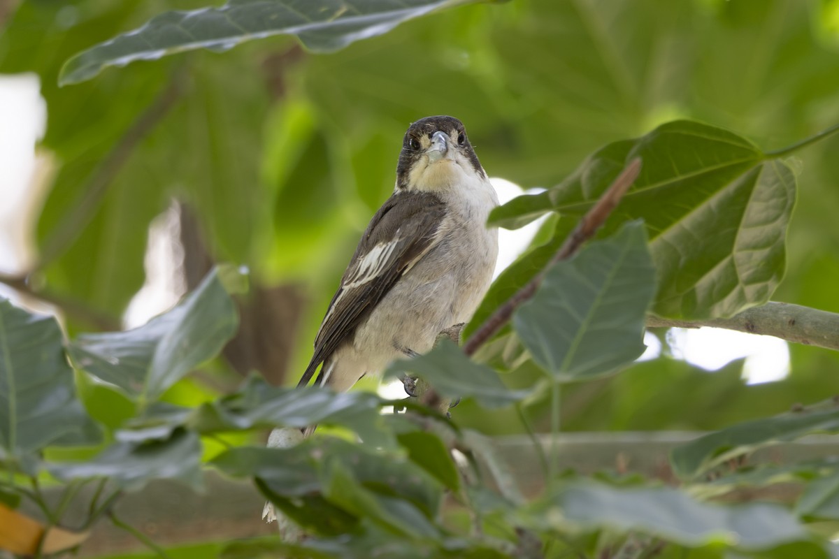 Gray Butcherbird - ML645825586
