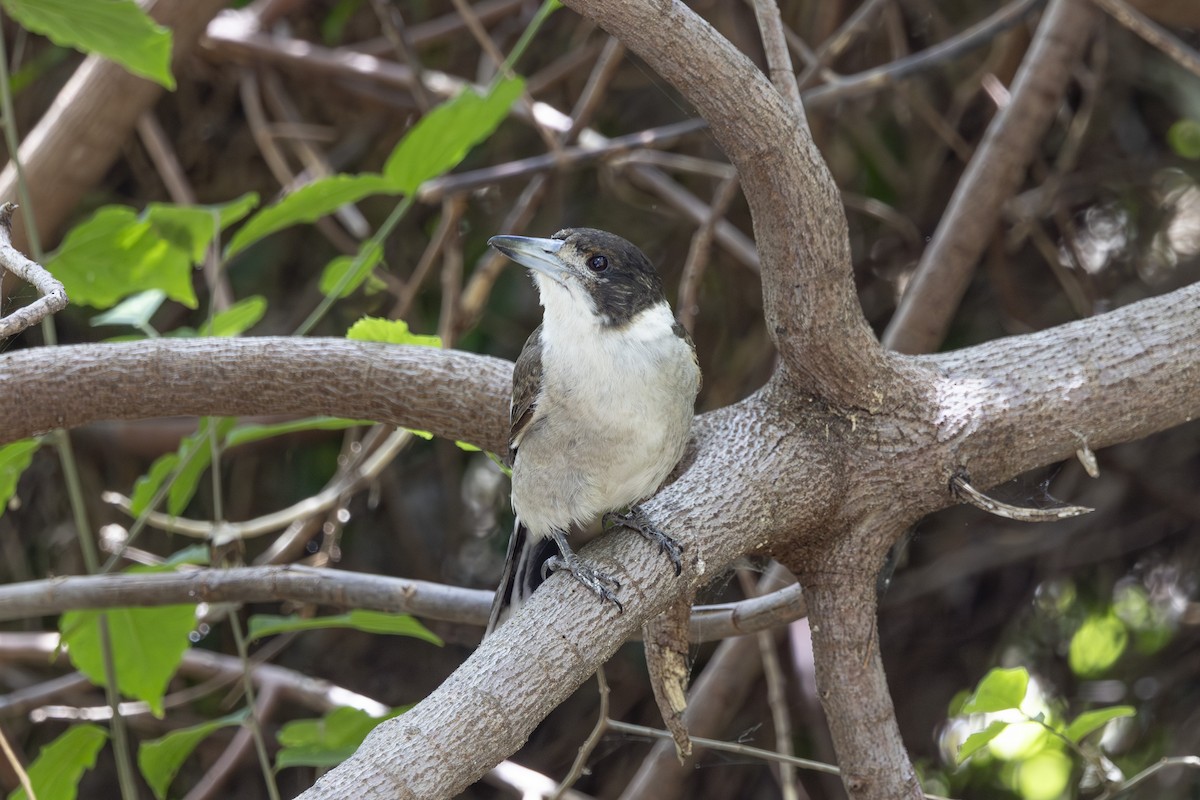 Gray Butcherbird - ML645825587