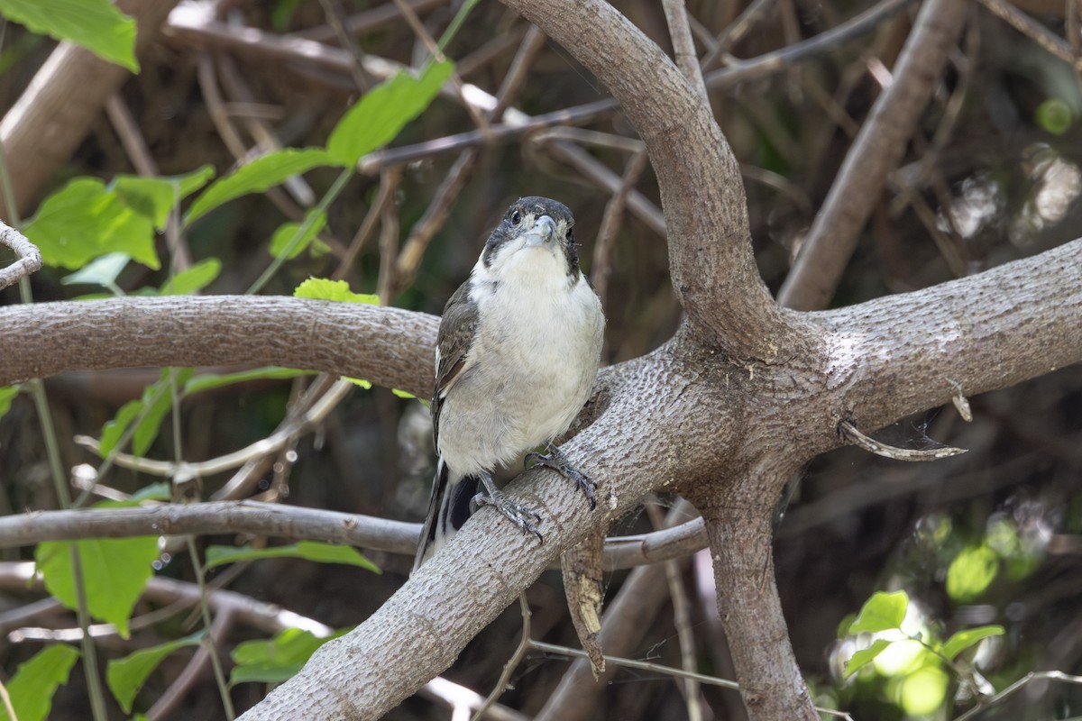 Gray Butcherbird - ML645825588