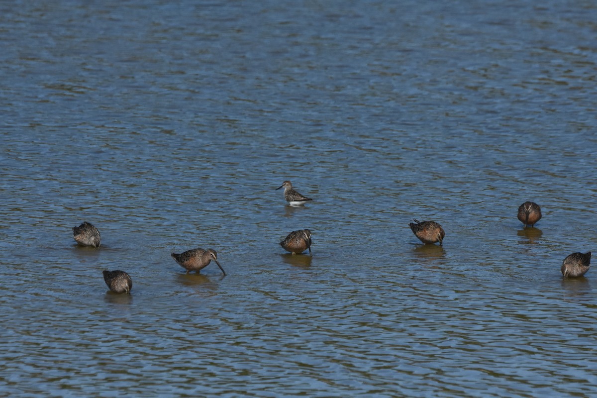 חרטומנית ארוכת-מקור - ML645825590