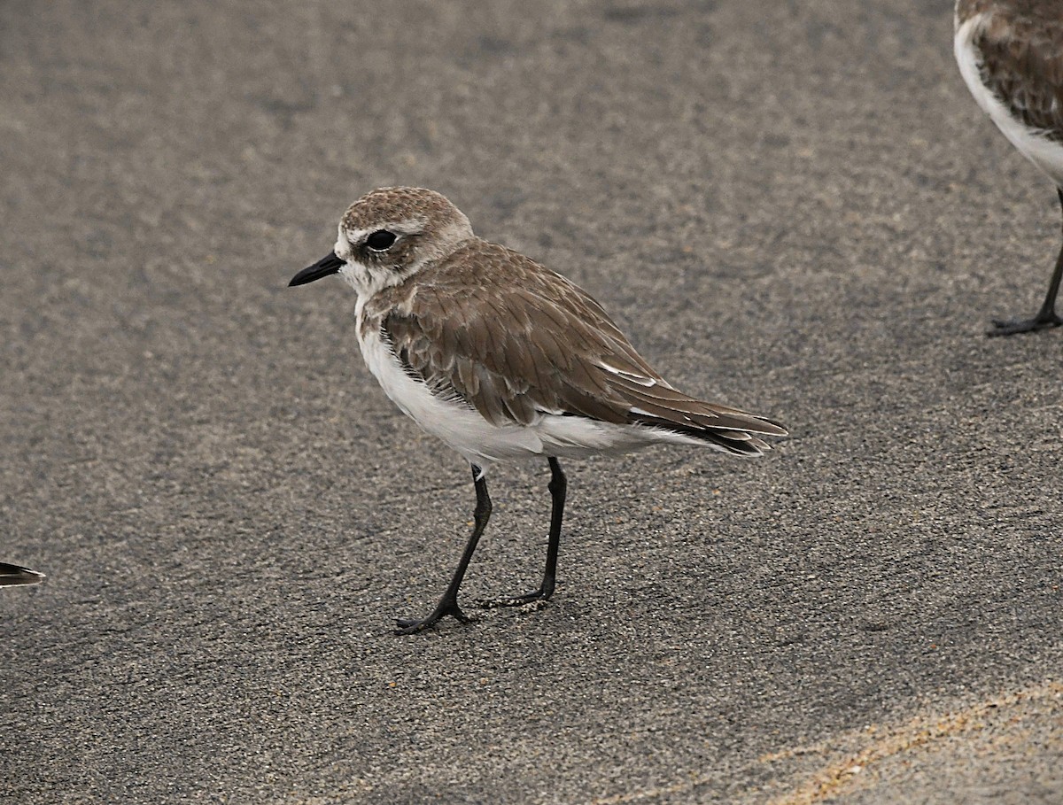חופמי טיבטי - ML645825592