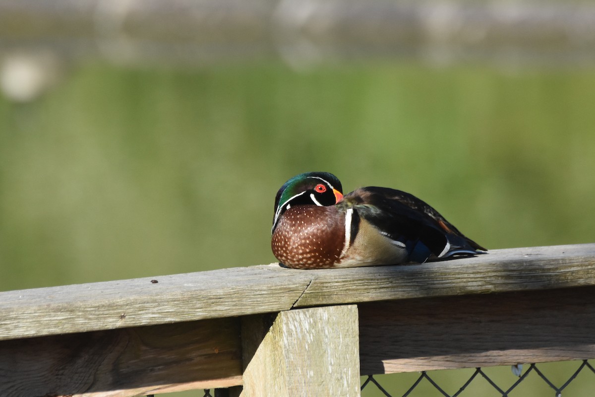 מנדרין אמריקני - ML645825593