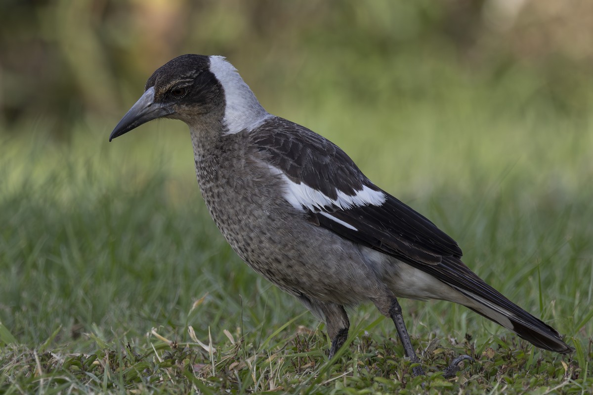 Australian Magpie - ML645825594