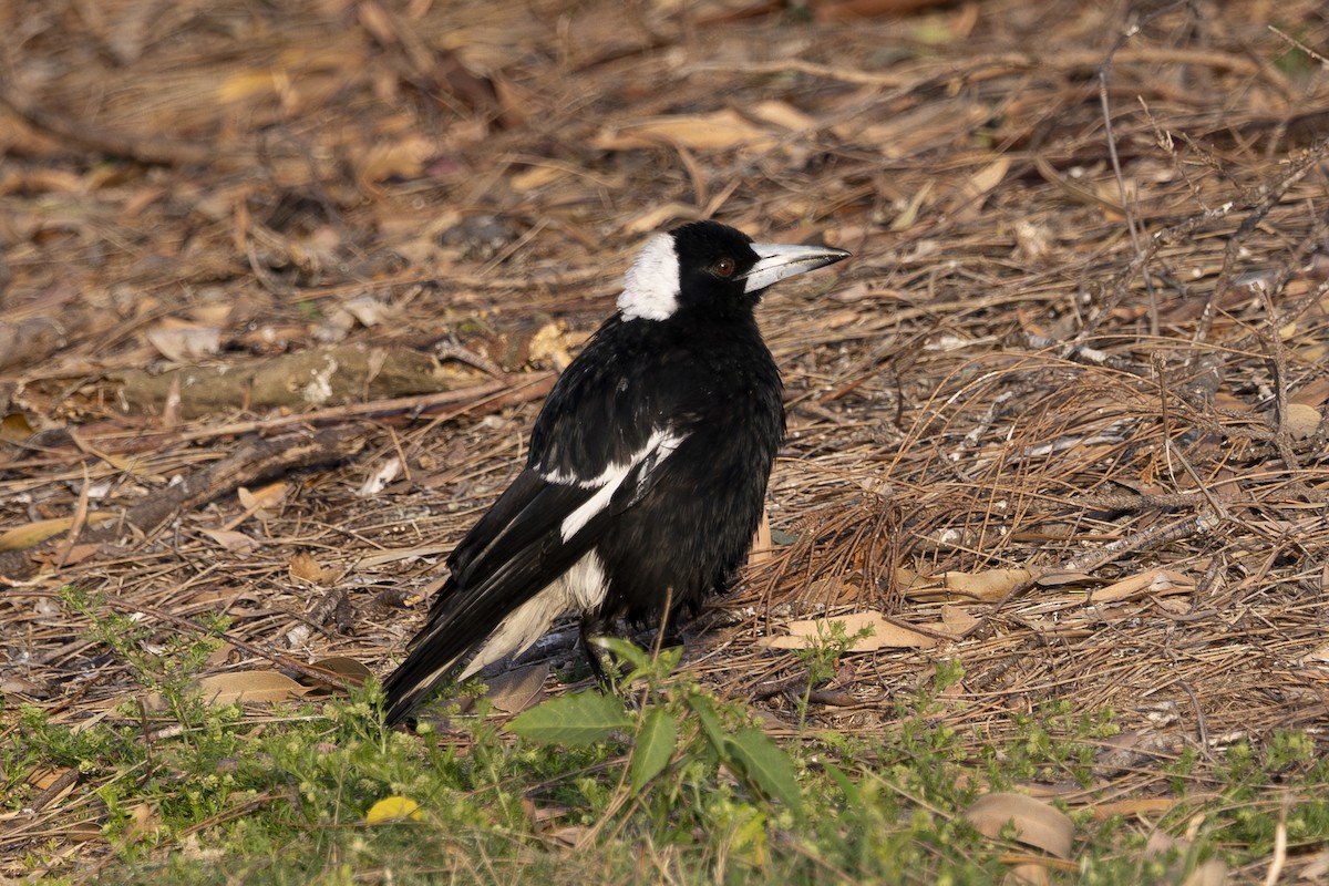 Australian Magpie - ML645825595