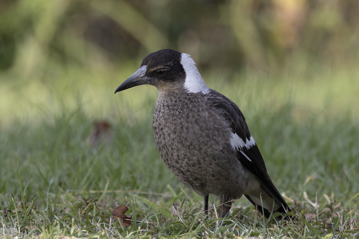 Australian Magpie - ML645825596