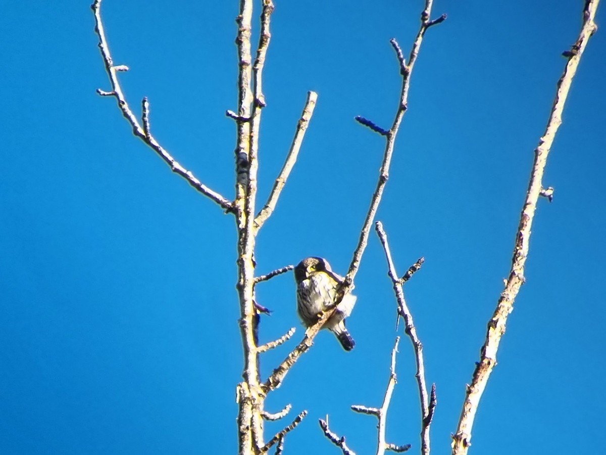 Northern Pygmy-Owl - ML645825597