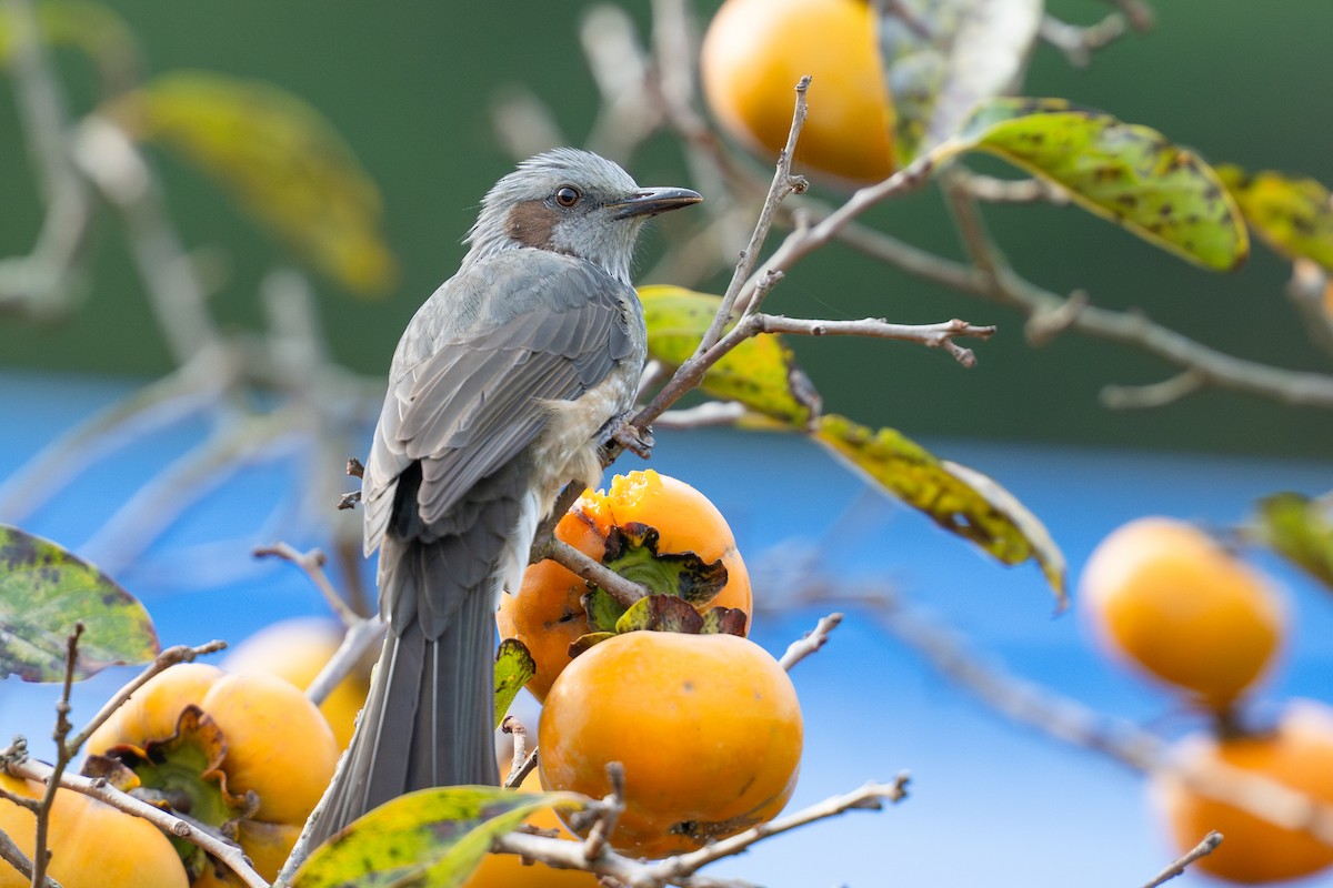 Brown-eared Bulbul - ML645825599