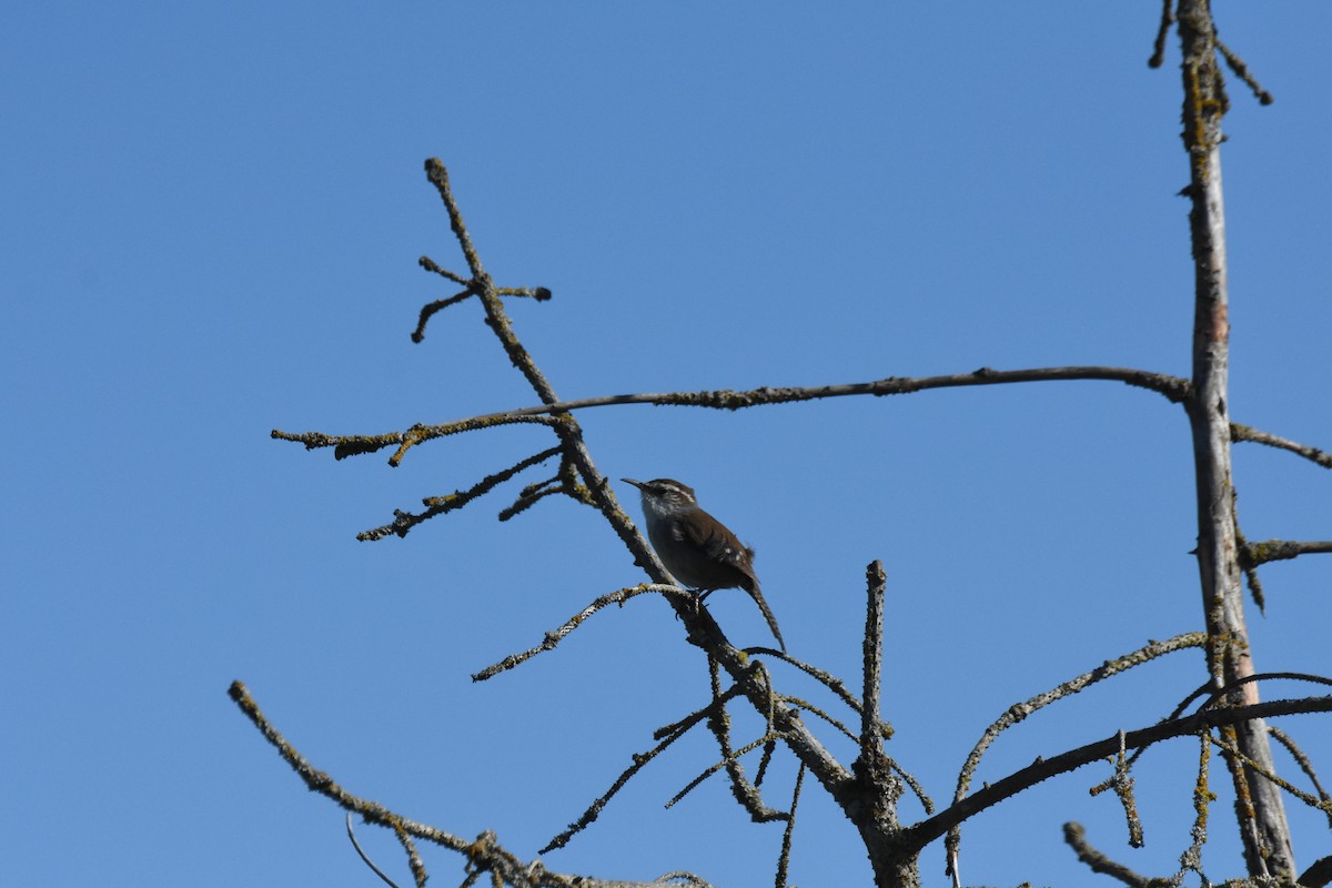 Northern House Wren - ML645825600