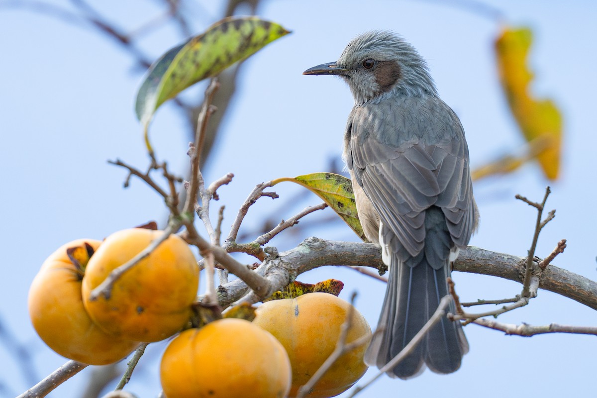 Brown-eared Bulbul - ML645825601