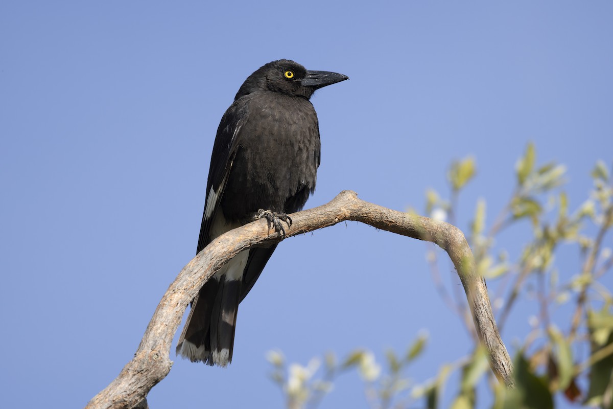 Pied Currawong - ML645825603