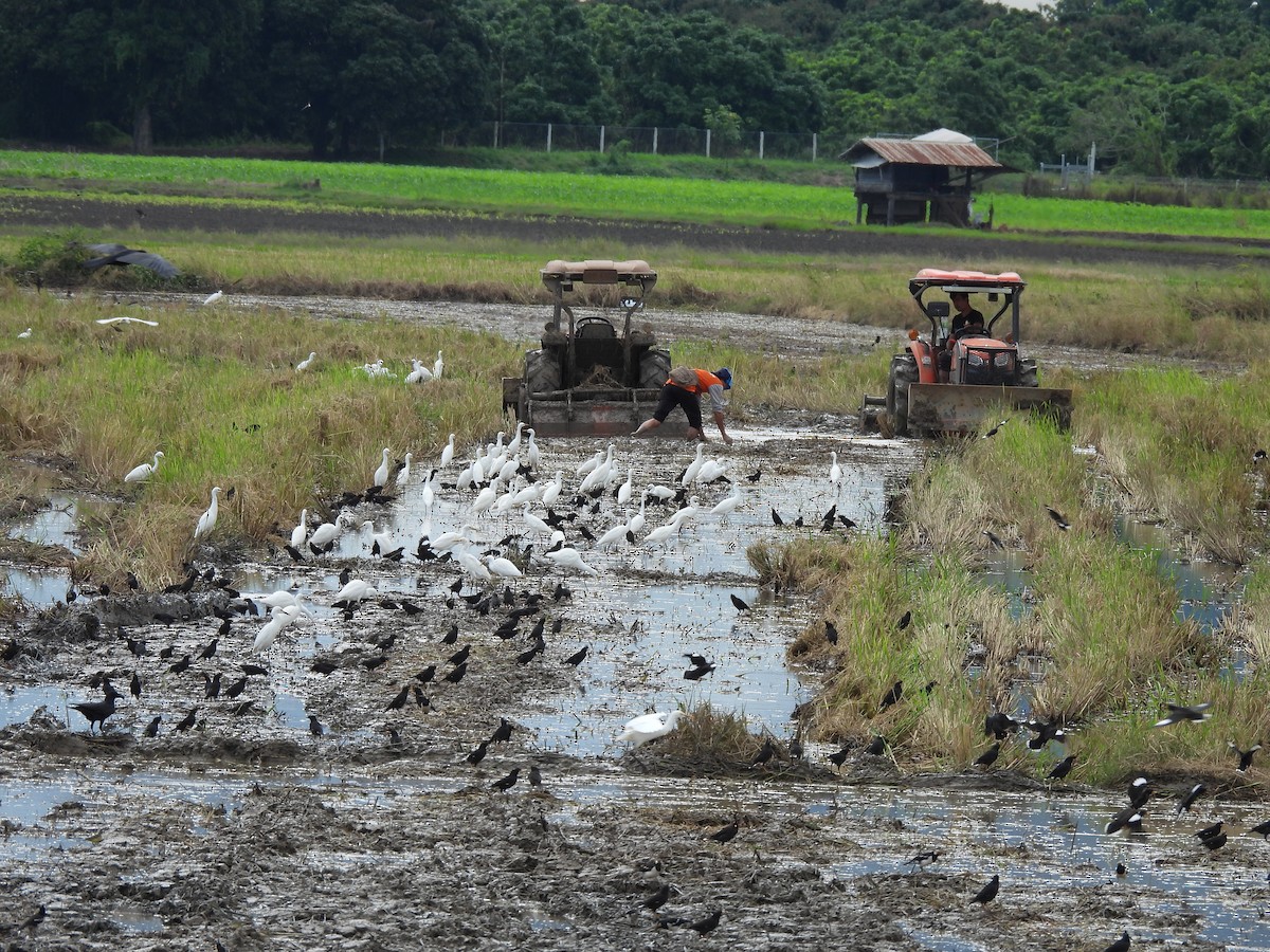 Майна велика - ML645825607