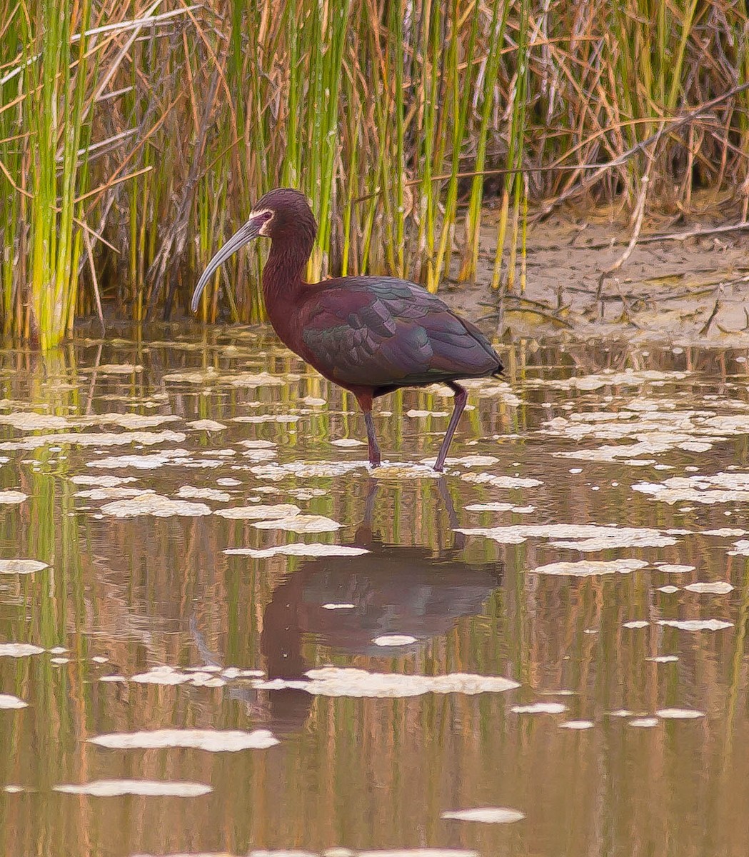 Beltzaran musuzuria - ML645825608