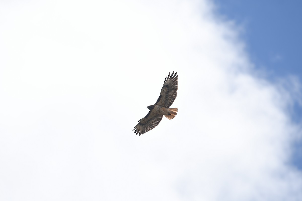 Канюк неоарктичний - ML645825610