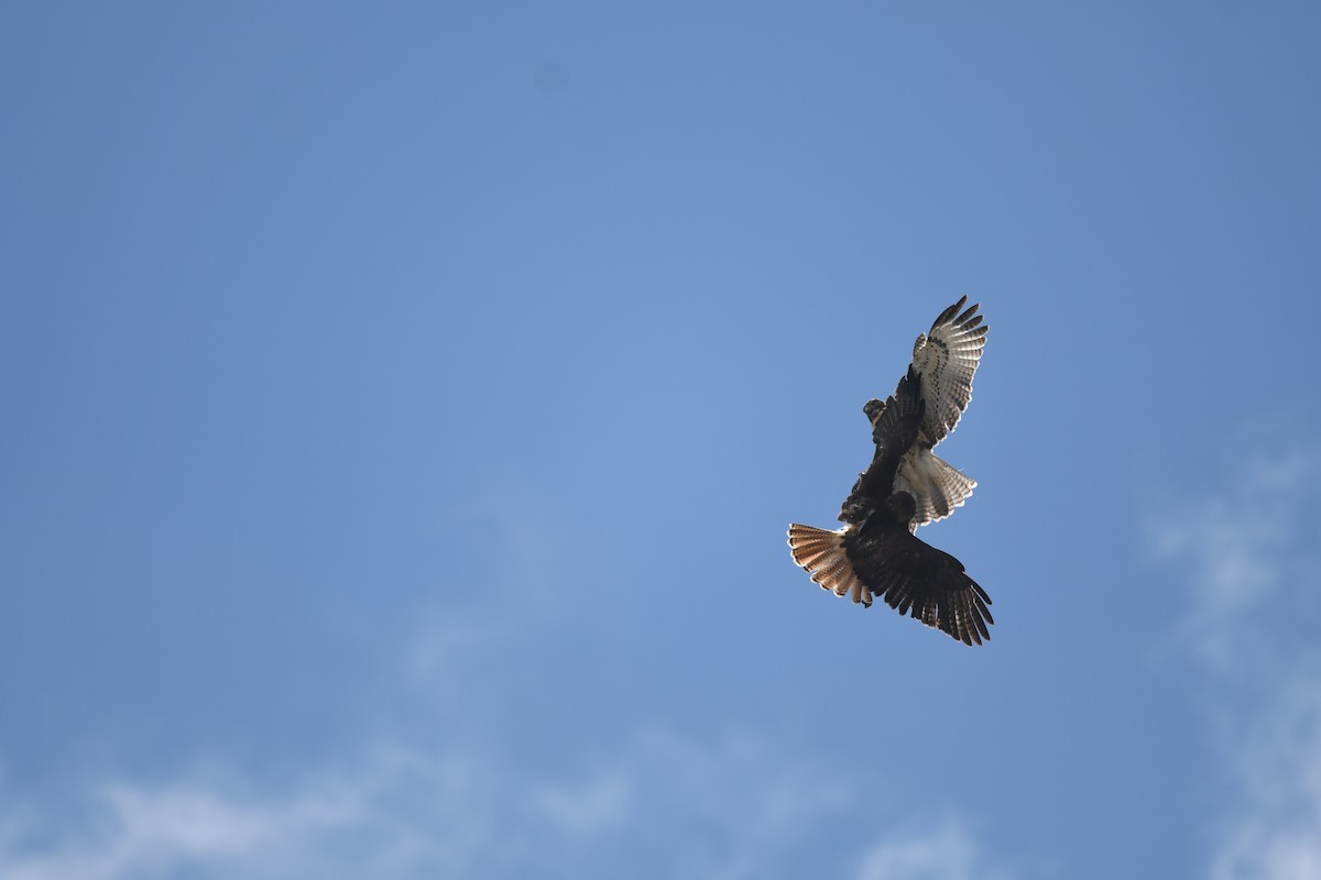 Канюк неоарктичний - ML645825612