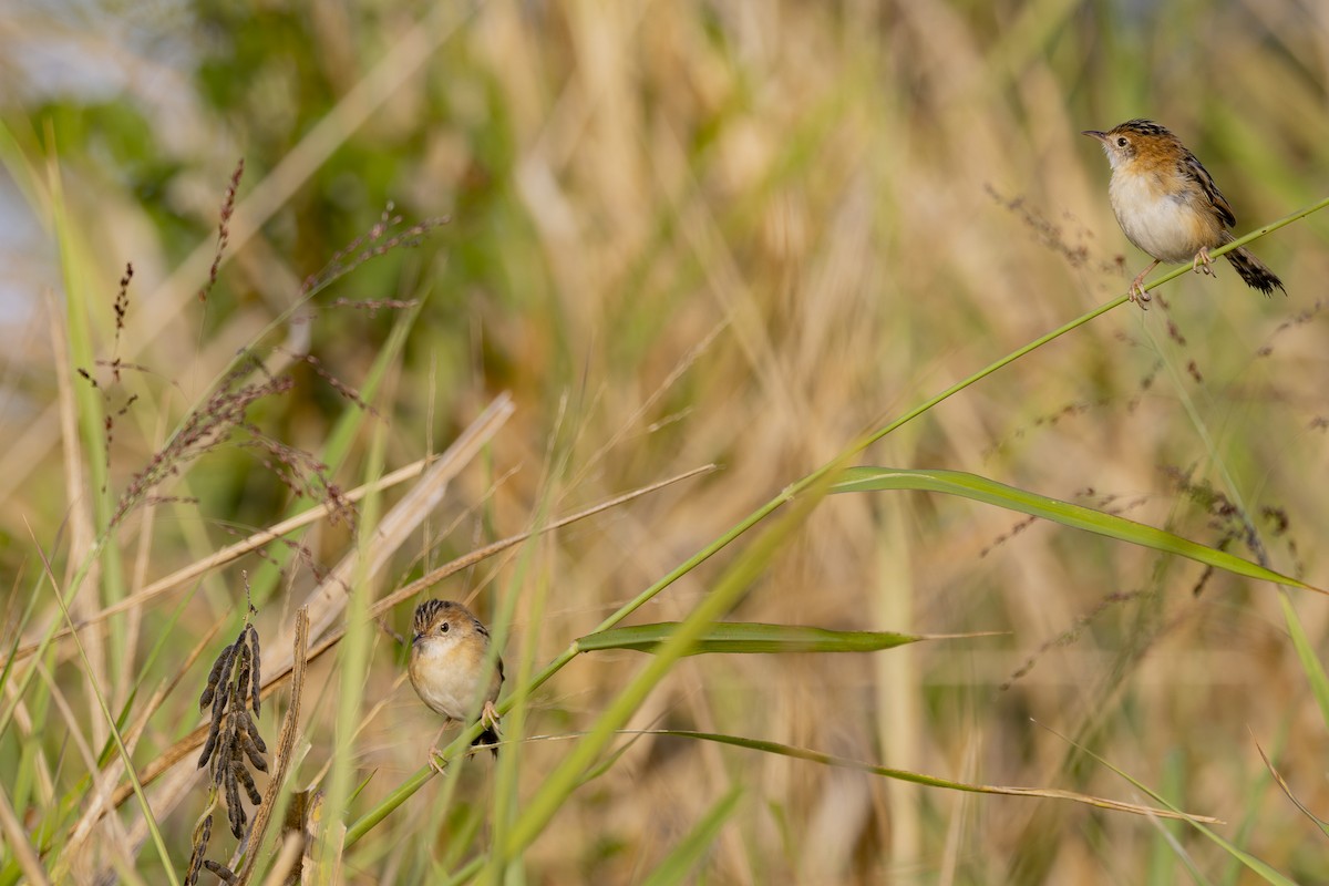 Таміка золотоголова - ML645825613