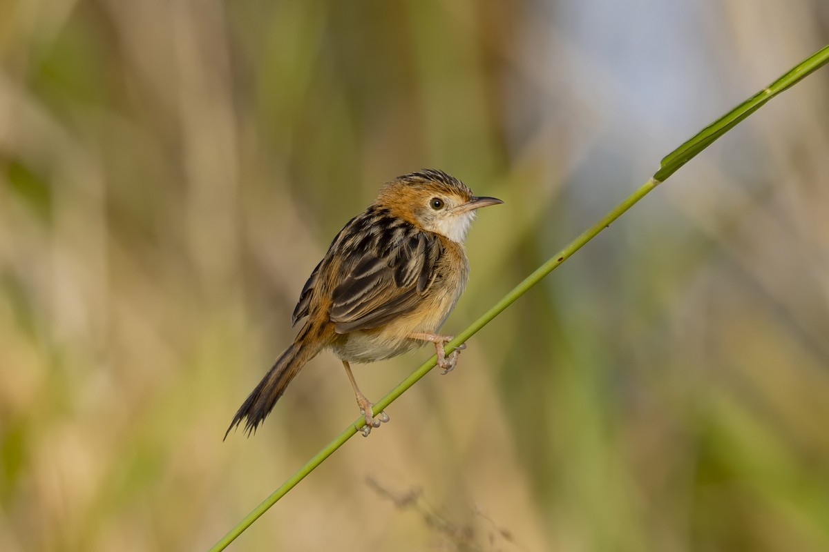 Таміка золотоголова - ML645825614