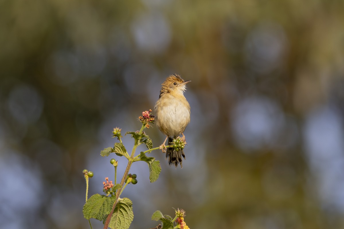 Таміка золотоголова - ML645825618
