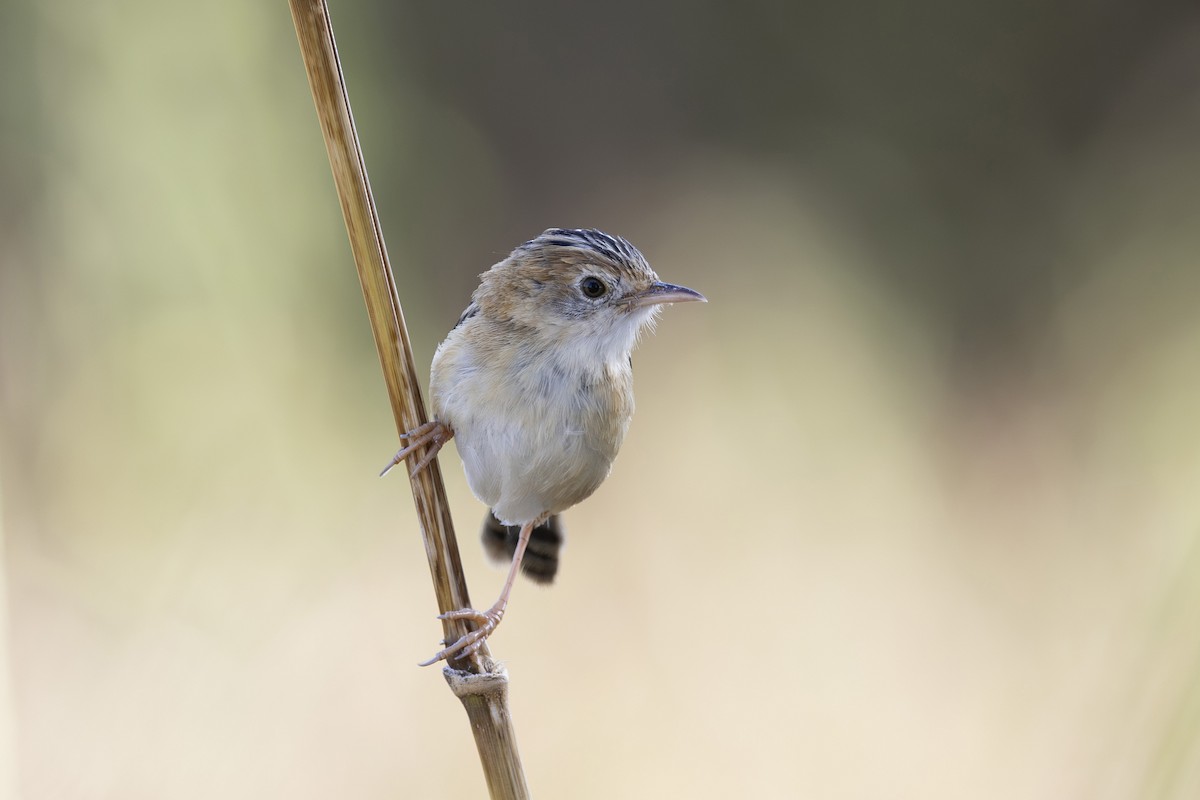 Таміка золотоголова - ML645825621