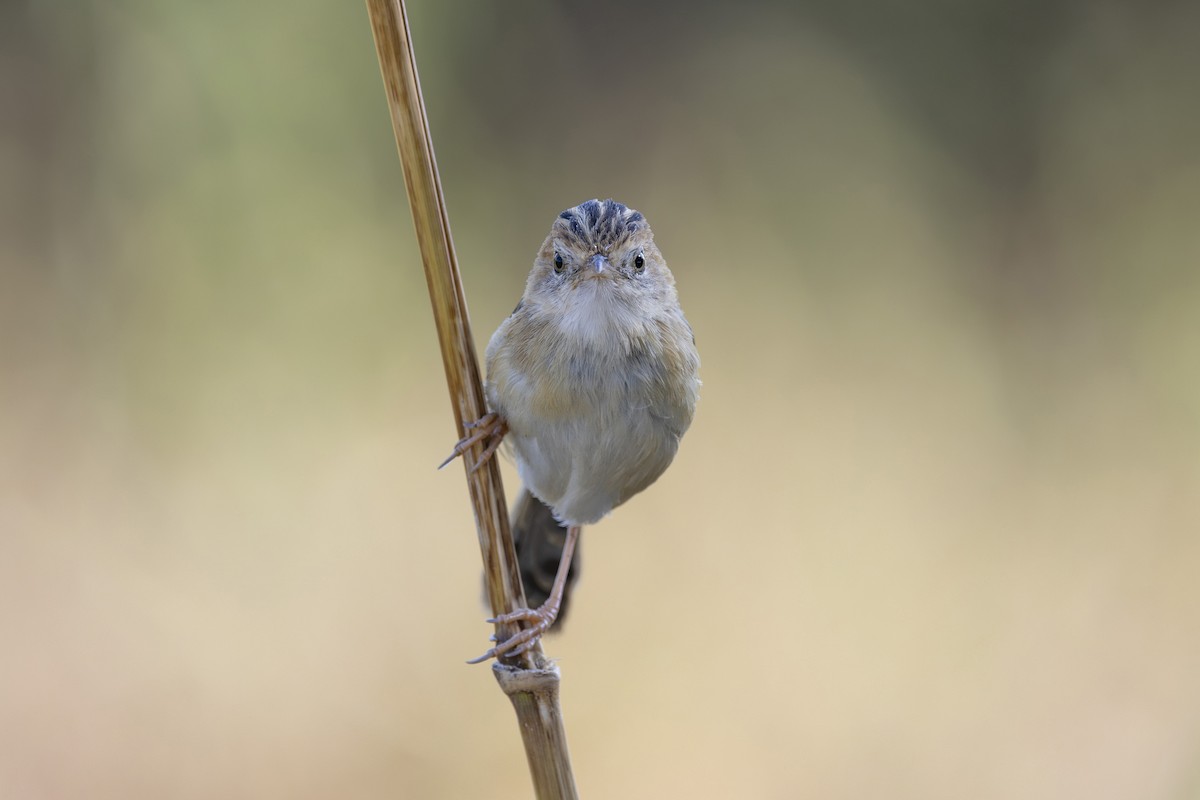 Таміка золотоголова - ML645825622