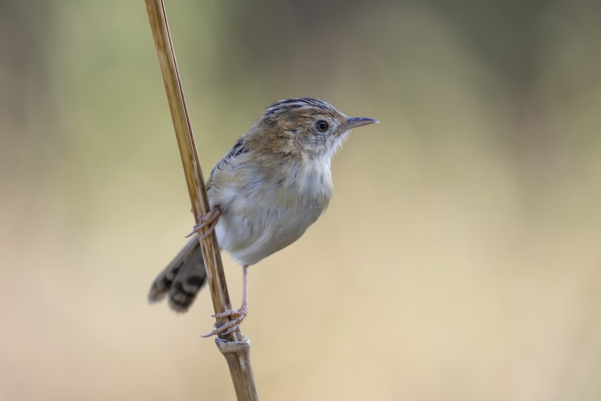 Таміка золотоголова - ML645825623