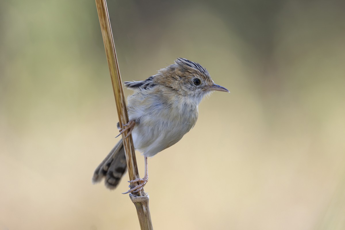 Таміка золотоголова - ML645825624