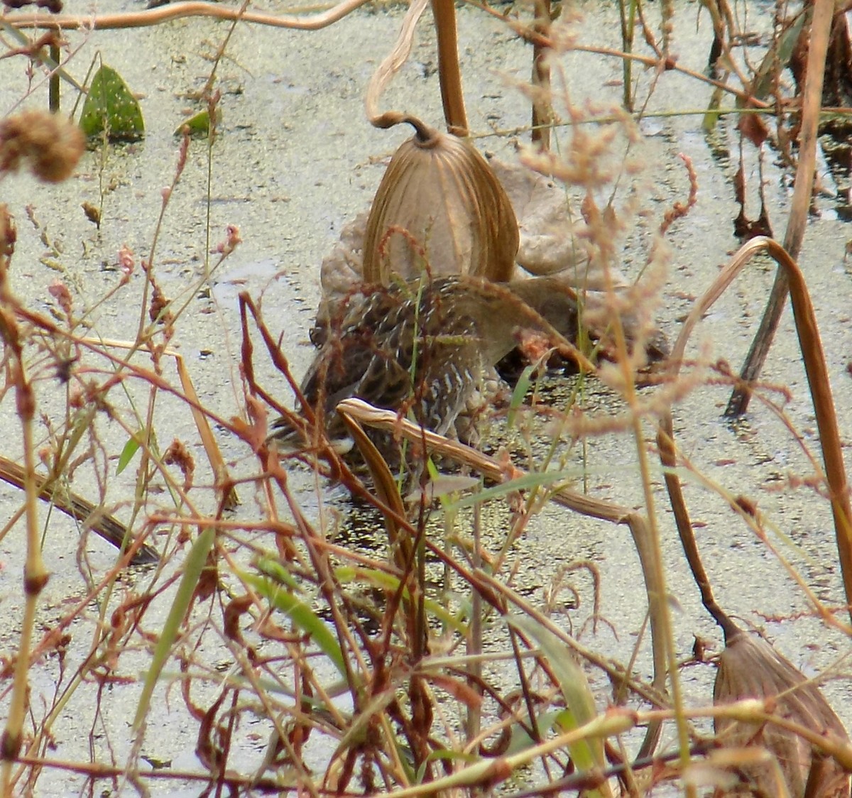 Погонич каролінський - ML645825625