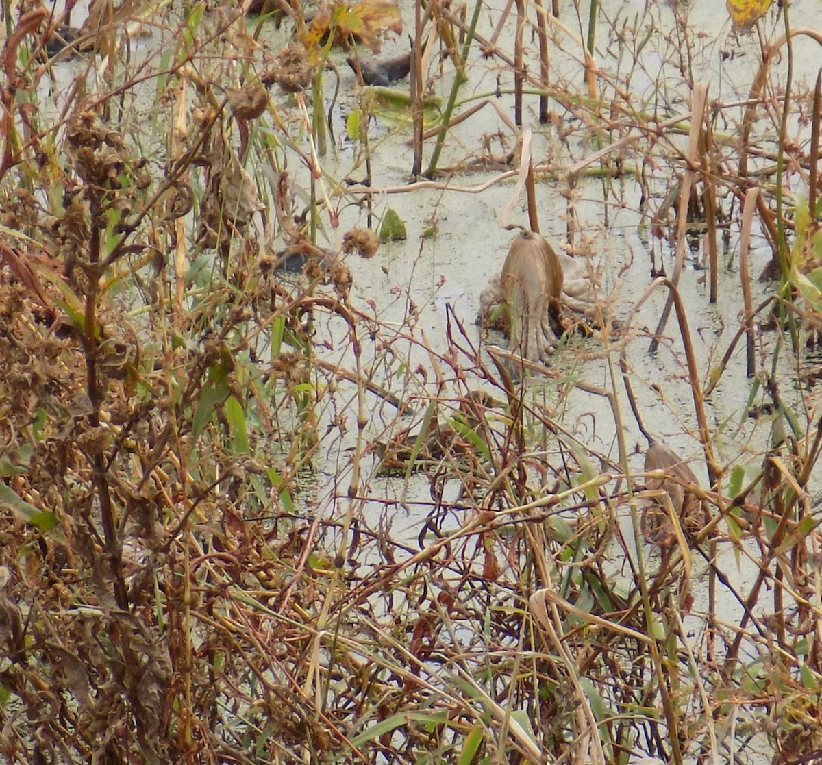 Погонич каролінський - ML645825626