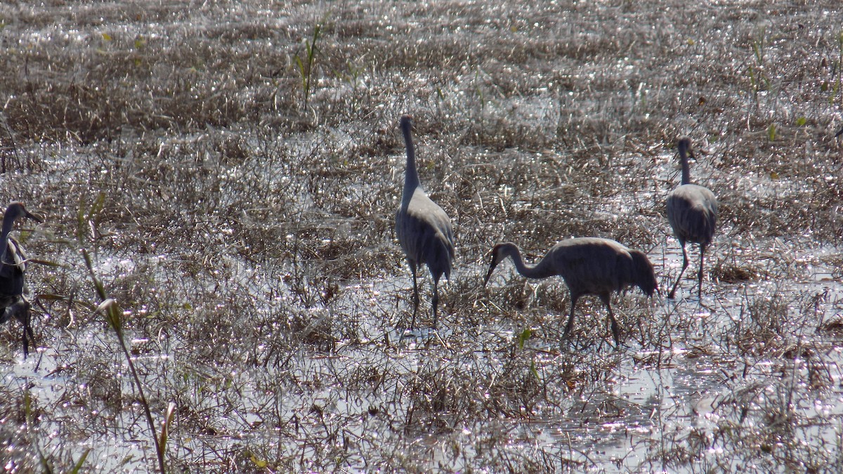 Журавель канадський - ML645825627