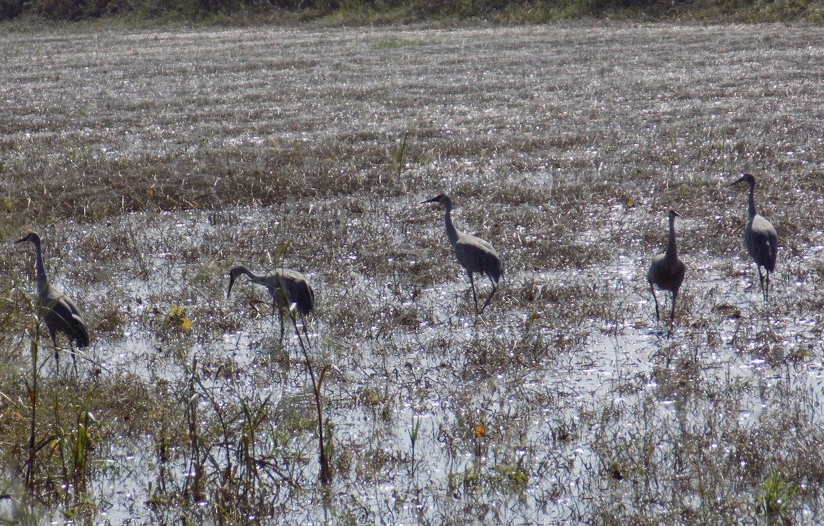 Журавель канадський - ML645825628
