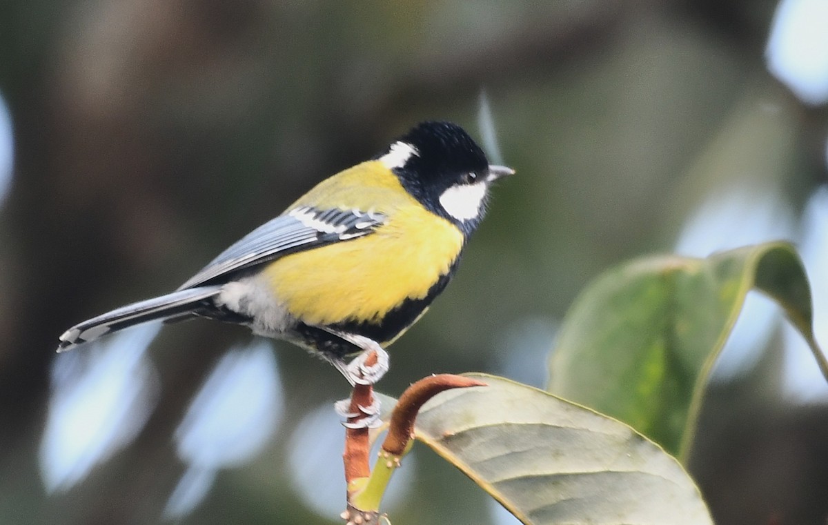 Синиця зеленоспинна - ML645825633