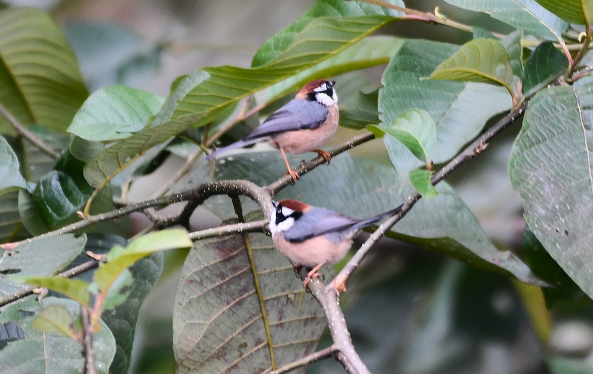 Ополовник рудоголовий - ML645825639