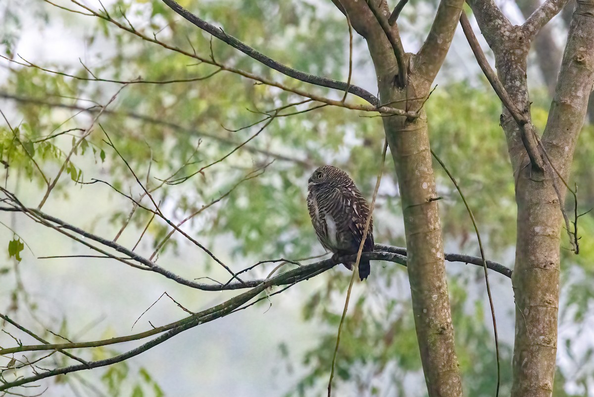 Asian Barred Owlet - Kalpesh Krishna