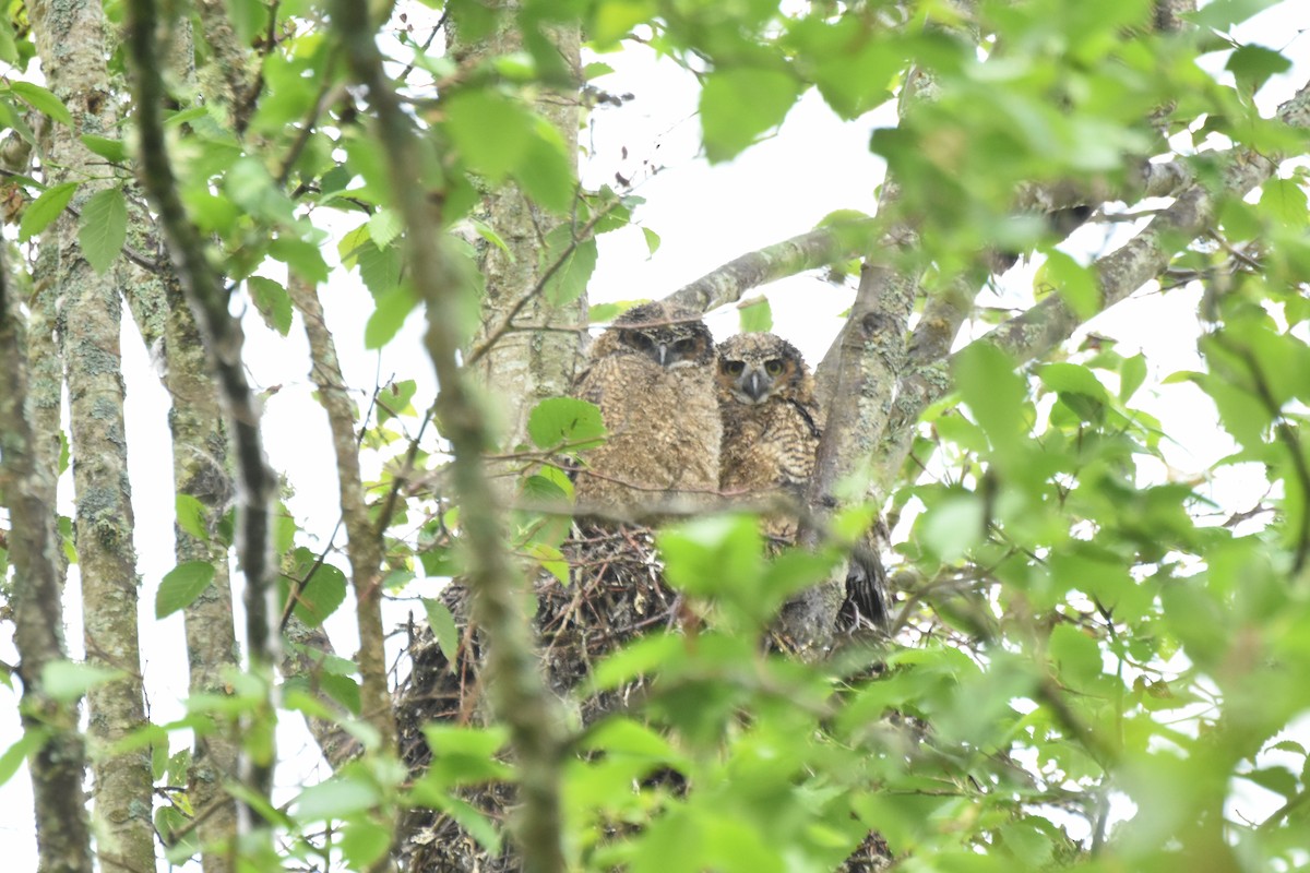 Great Horned Owl - ML645825645