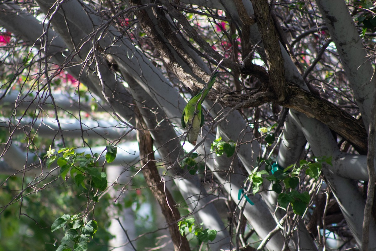 Papagai bulargrisa - ML645825648