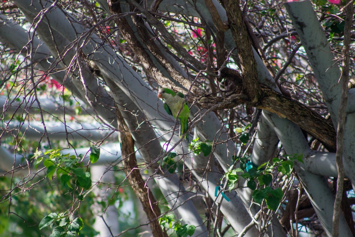 Papagai bulargrisa - ML645825649