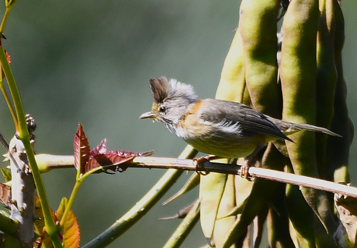 Whiskered Yuhina - ML645825650