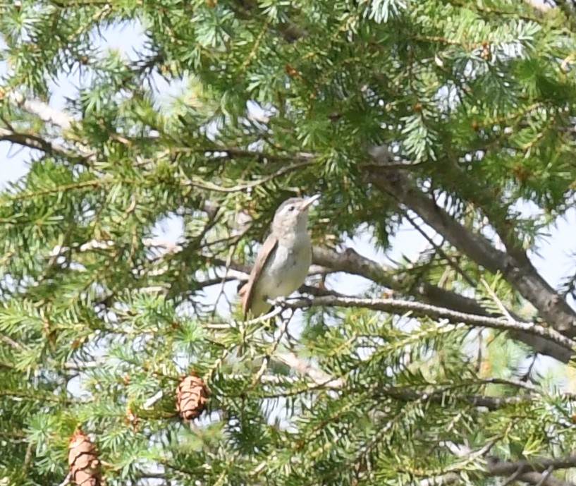 zelenáček západní - ML645825665