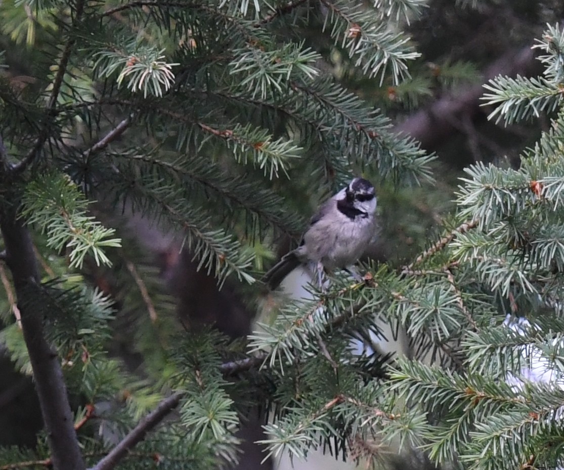 sýkora horská - ML645825666