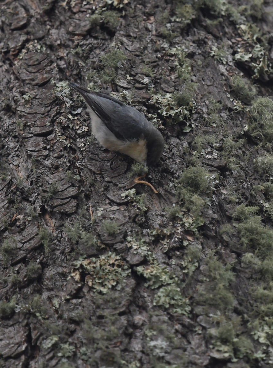 brhlík drobný - ML645825667