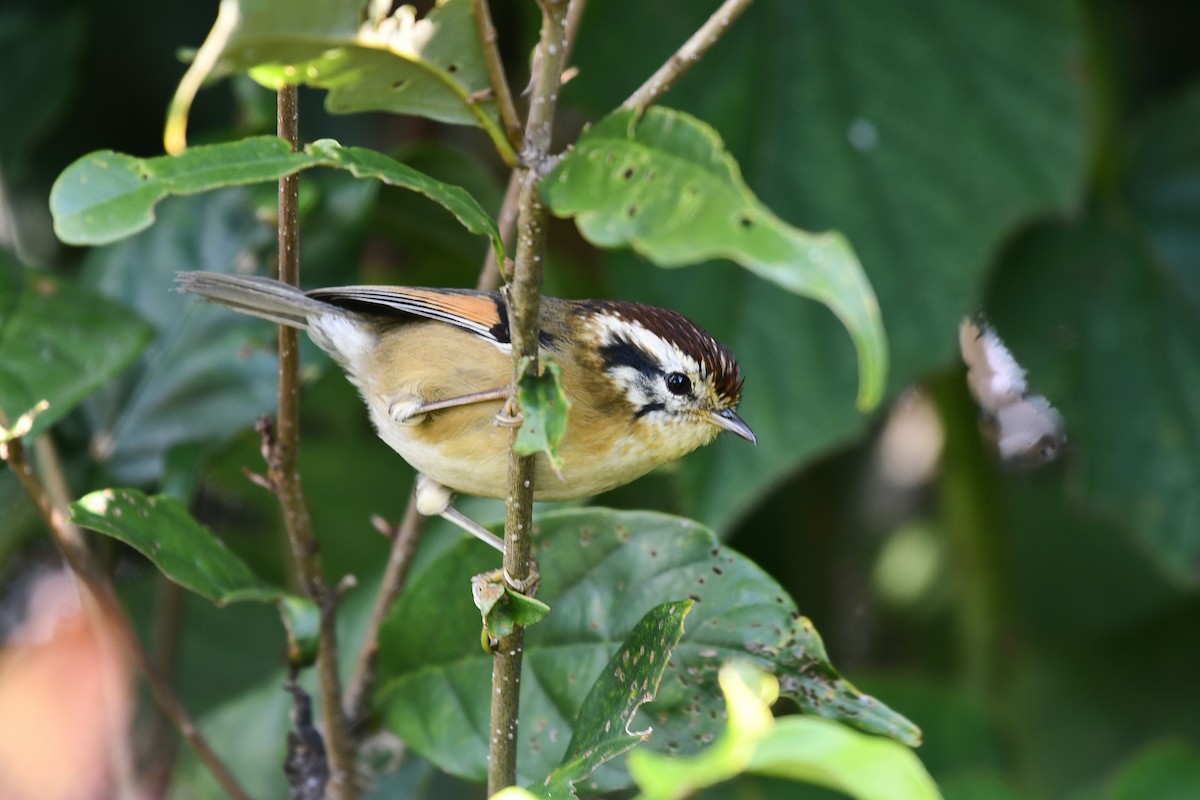 Rufous-winged Fulvetta - ML645825669