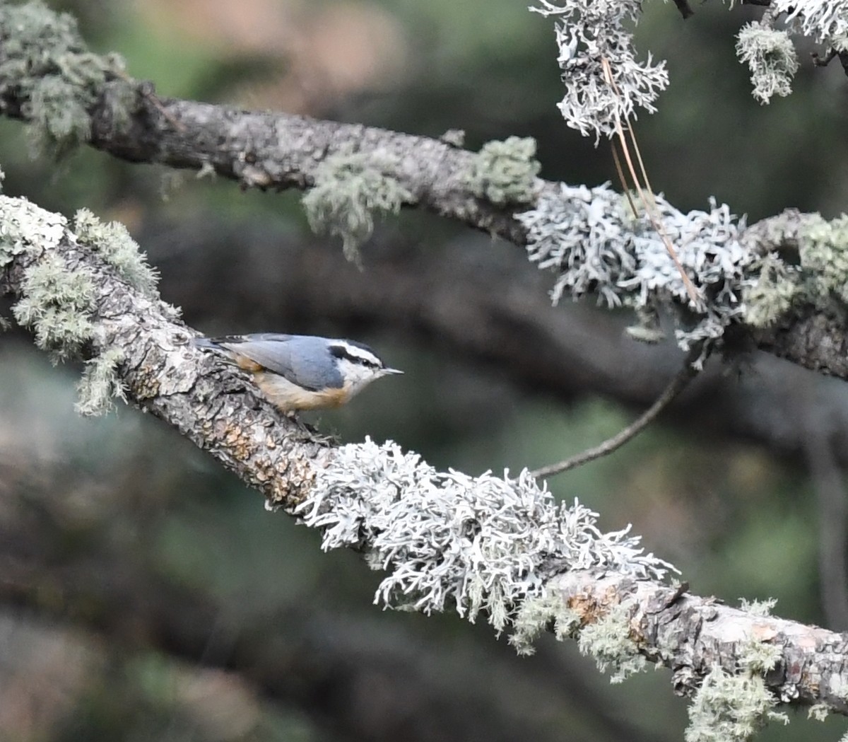 brhlík americký - ML645825670