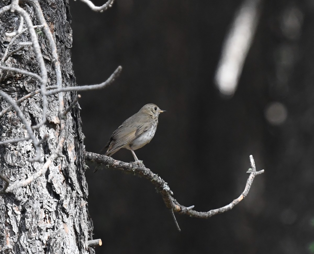 drozd rezavoocasý - ML645825671