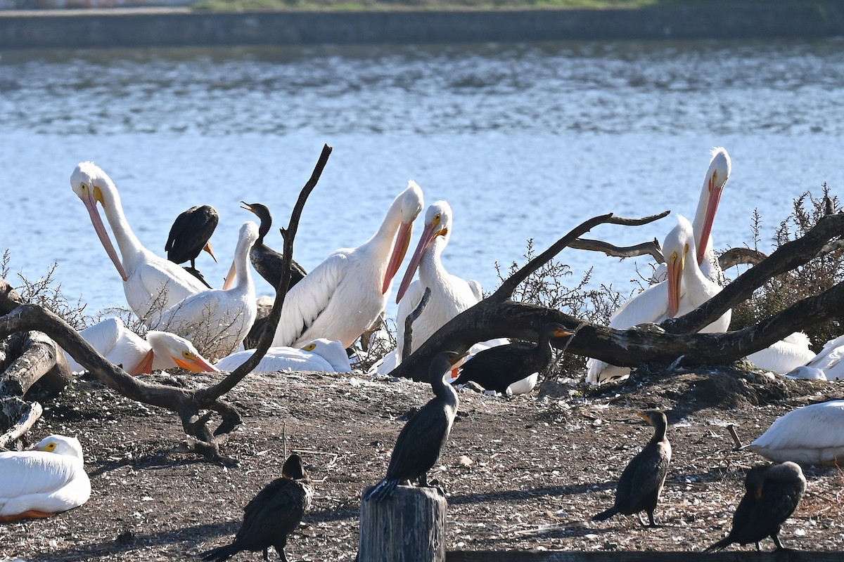 Amerika Pelikanı - ML645825672