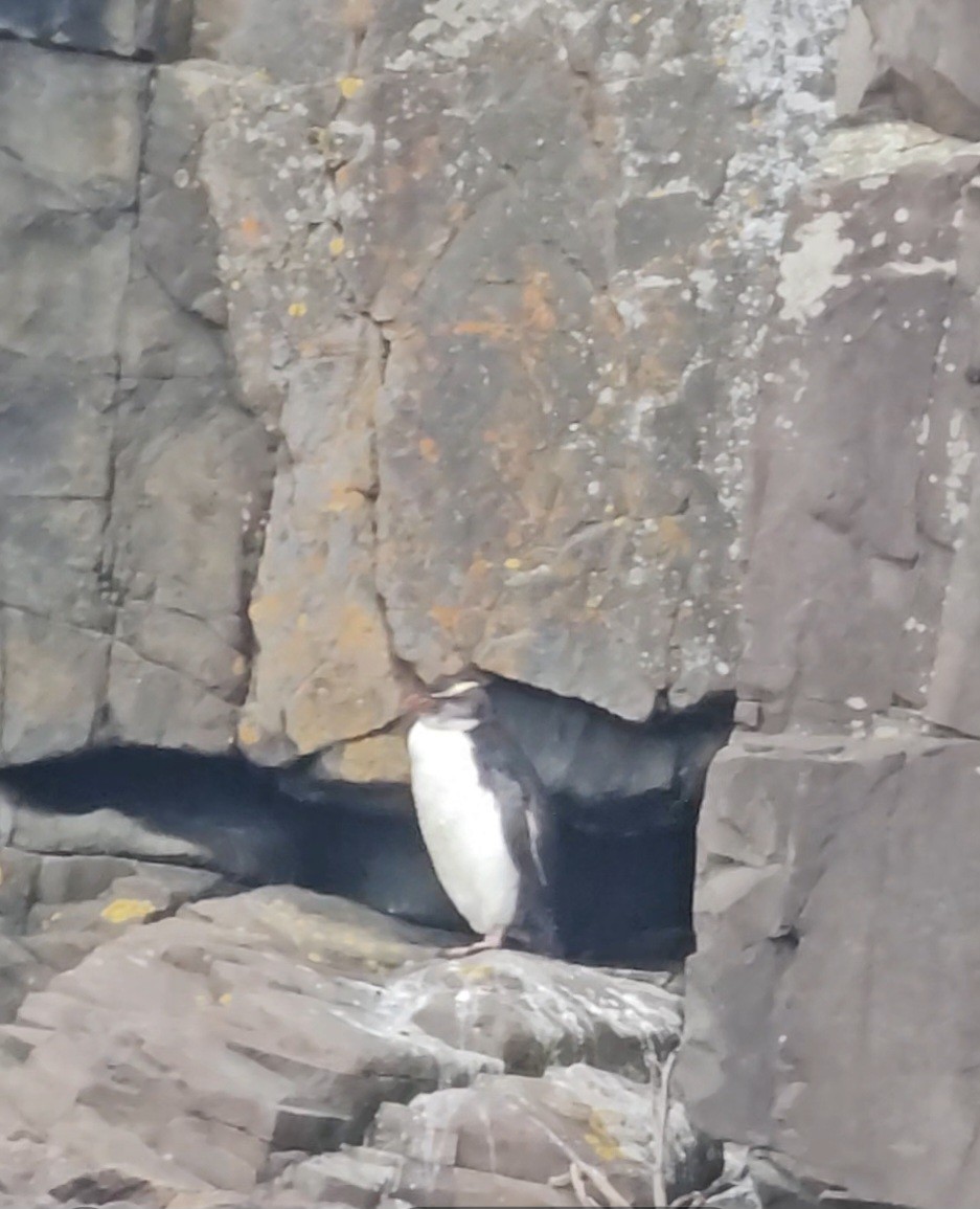 Fiordland Penguin - ML645825676