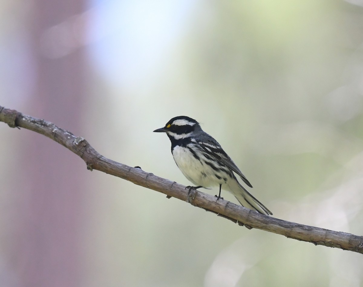 Black-throated Gray Warbler - ML645825677