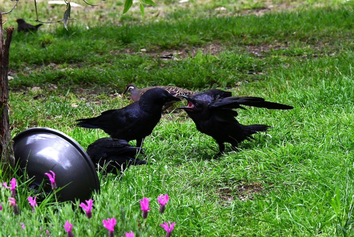 Little Raven - ML645825679