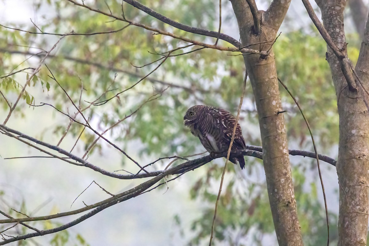 Asian Barred Owlet - ML645825684