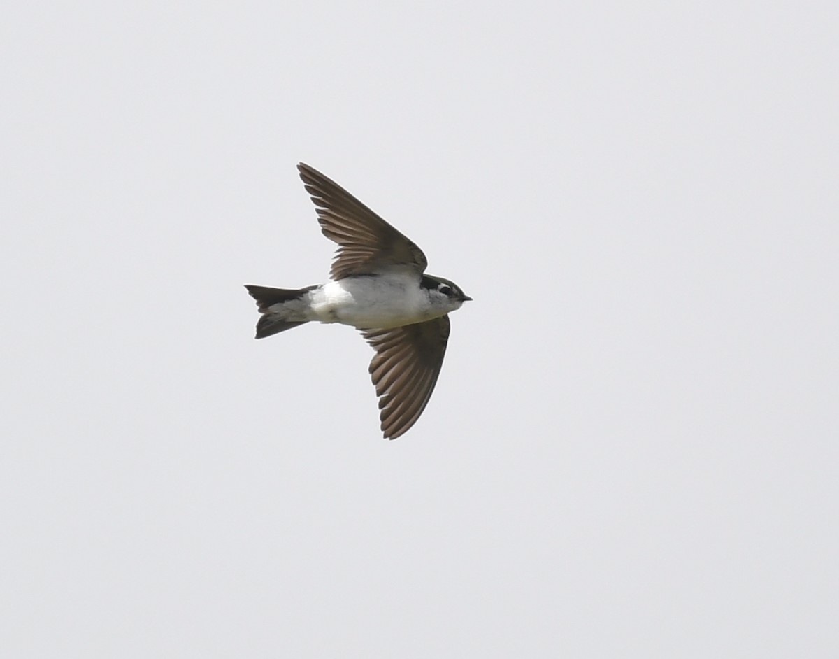 vlaštovka zelená - ML645825687